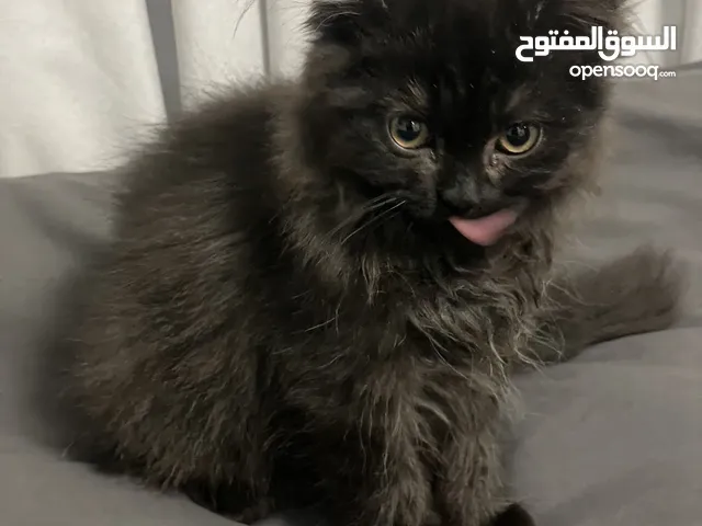 قطه شيرازي امريكي مكس انقى عمر 3 شهور تقريبا للبيع