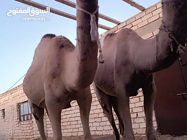 قعدان للبيع