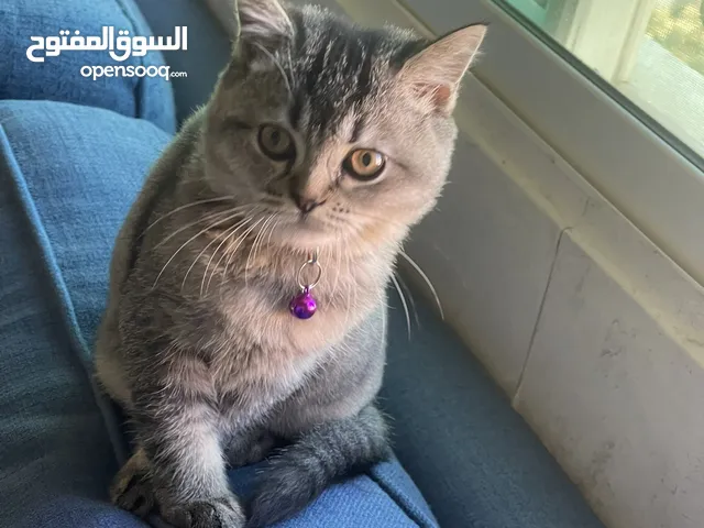 قطة سكوتش ستريت بعمر 9 شهور طالبه تزاوج للبيع
