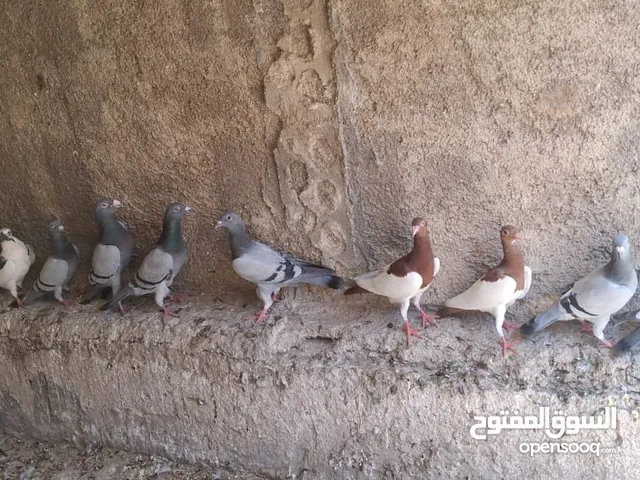 حمام جواز شغال