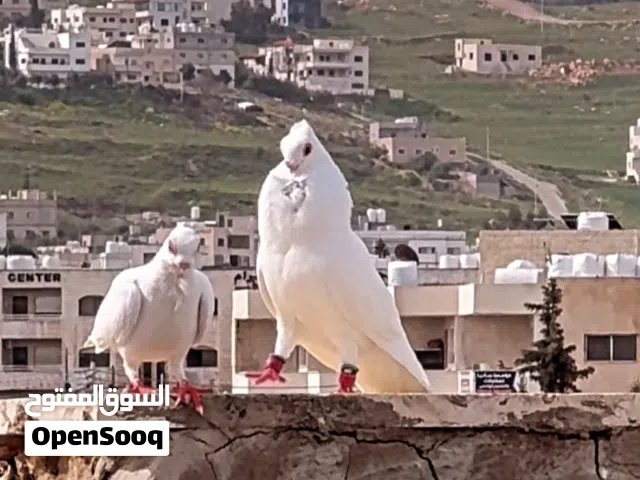 جود بولندي ابيض ( طيور مزاد )