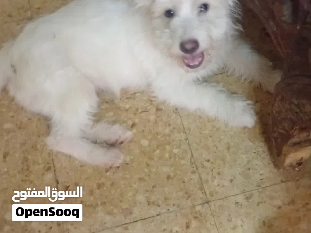 كلاب جريفون للبيع سن سنه الماني وفرنساوي