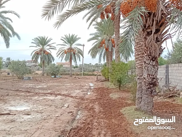 أرض زراعية للبيع هكتار الإ ربع تقريبا . بمدينة الخمس بمنطقة كعام. تبعد عن الساحلي كيلومتر،قطران لها.