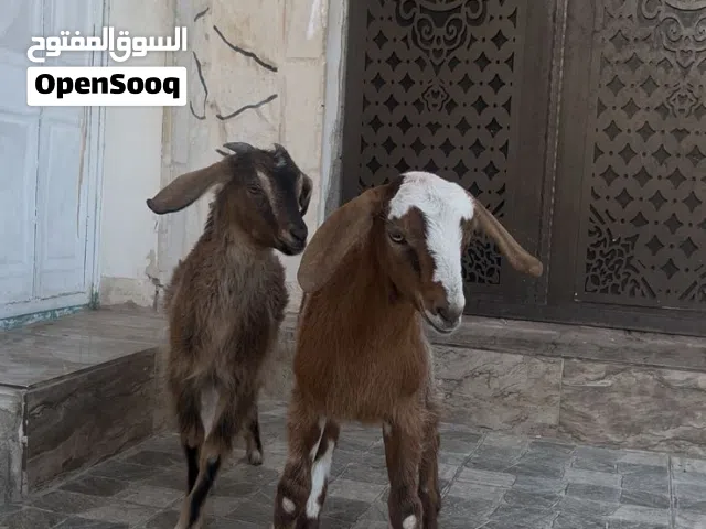 سخله وجدي نحب اول