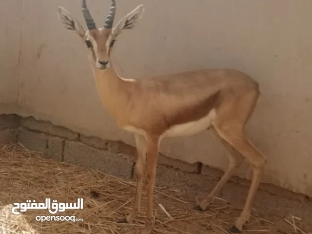 غزال الريم للبيع