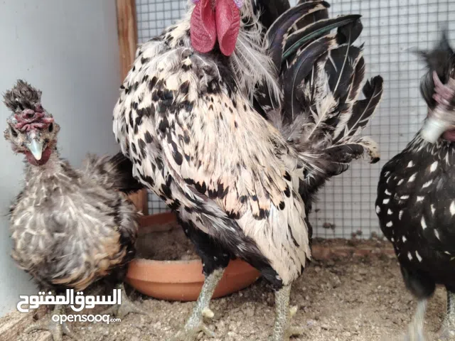 للبيع طقم حبحب حساوي