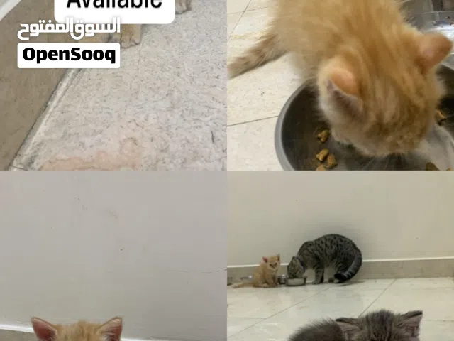 4 قطط شيرازية للبيع عمر شهر