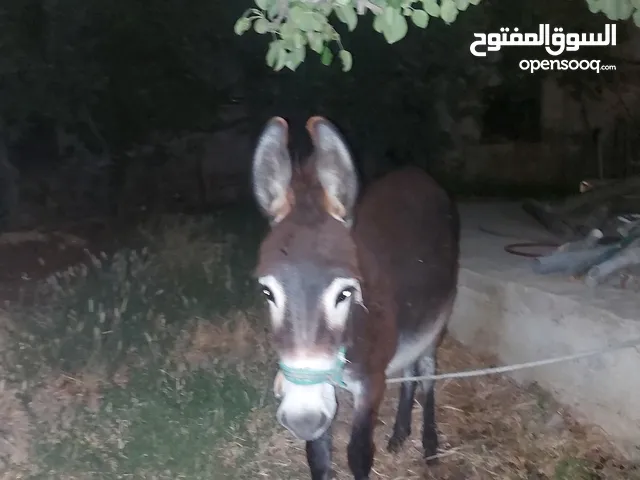 كره  للبيع قطعه نضيفه