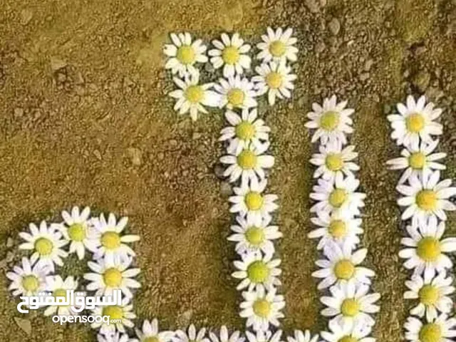 معلمة تأسيس وتحفيظ القران الكريم