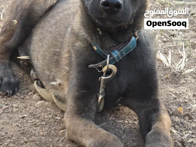 كلب بلجم مالينو