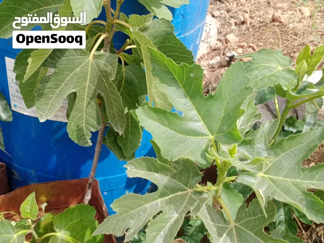 اشجار تين للبيع
