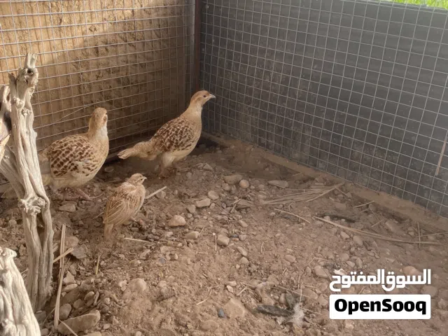 صفارد باكستان