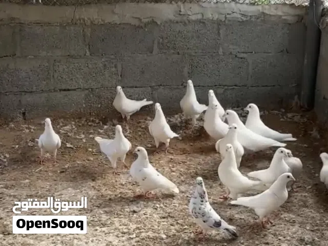 حمام لاحم سوبر جامبو