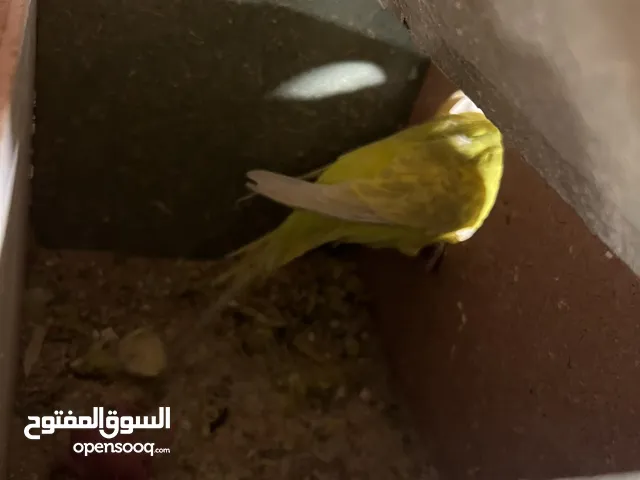 عصافير حب للبيع