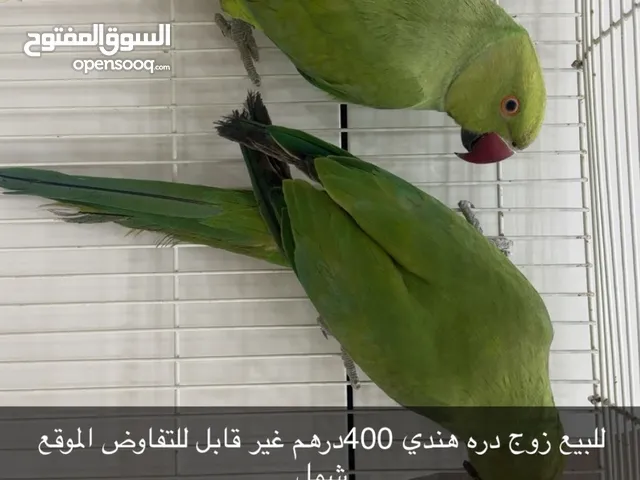 زوج دره هندي للبيع الموقع شمل
