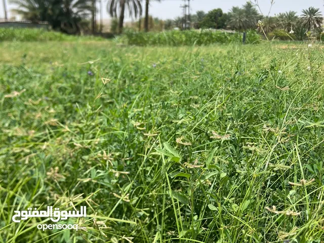 طعام للحيوانات