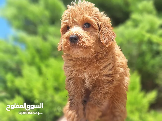Maltipoo جراء مالتيبو