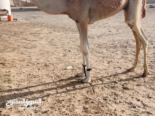 قعود للبيع