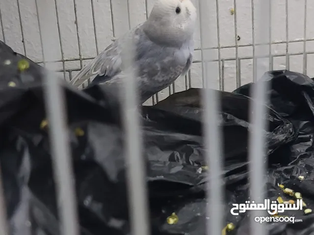 طيور حب انكليزيات انتاج عراقي