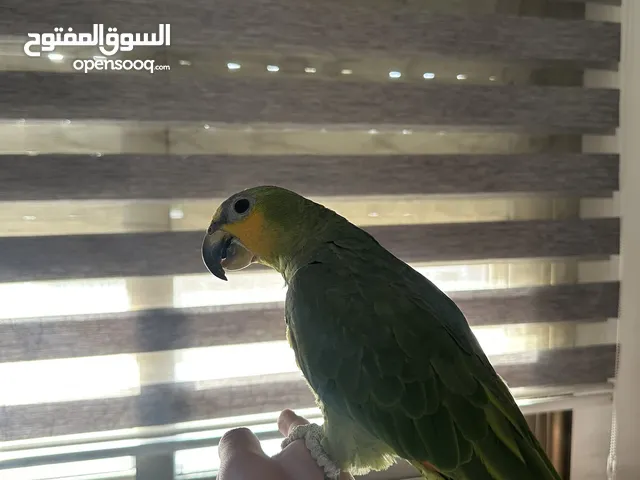 ببغاء أمازون اورنج وينج أليف وبصفر وببطرم كلام