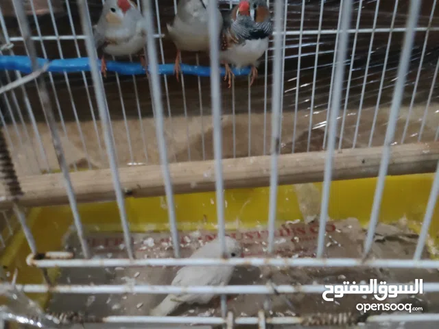 طيور فنجز جوزين شغالات فل تبارك الله يوجد معهن طفرة وجوز جامبو