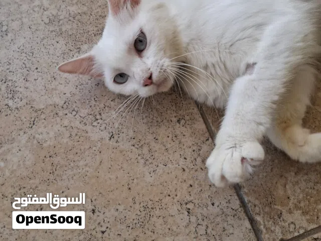 British & Persian Breed - Adoption