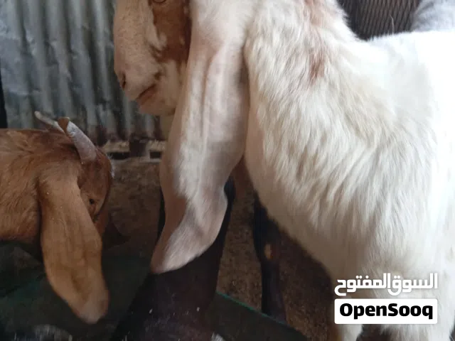 عناق العمر 10شهور مشاء الله