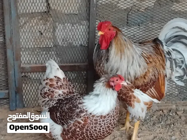 بيض ون دوت بركاني مرفق صور المهات العدد ثلاث حارات
