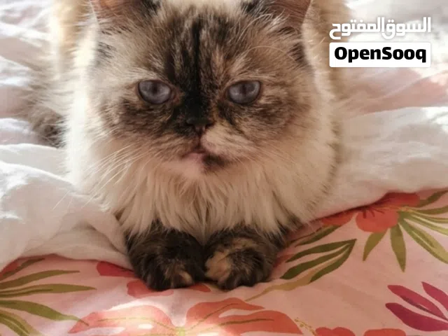 قطة هملايا انثى العمر سنـة ونصـف للبيع