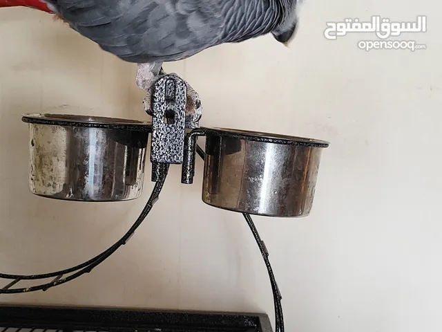 جاكو الليف لعوب متكلم اكتر من واحد كلهم الليفات ومتكلمه