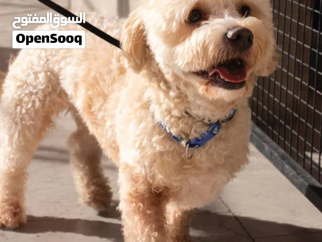 للراغبين بالاقتناء الراقي والذوق الرفيع  نوفر لكم جرو مالتيبو مميز بجماله وأناقة شكله،