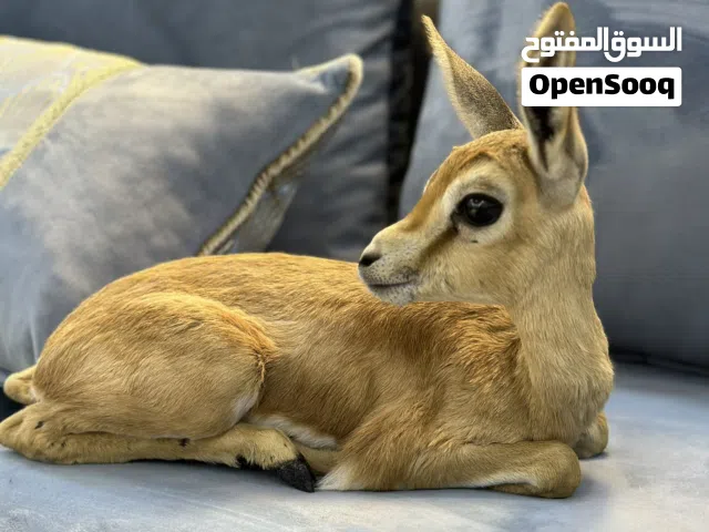 غزال ريم عمر شهر