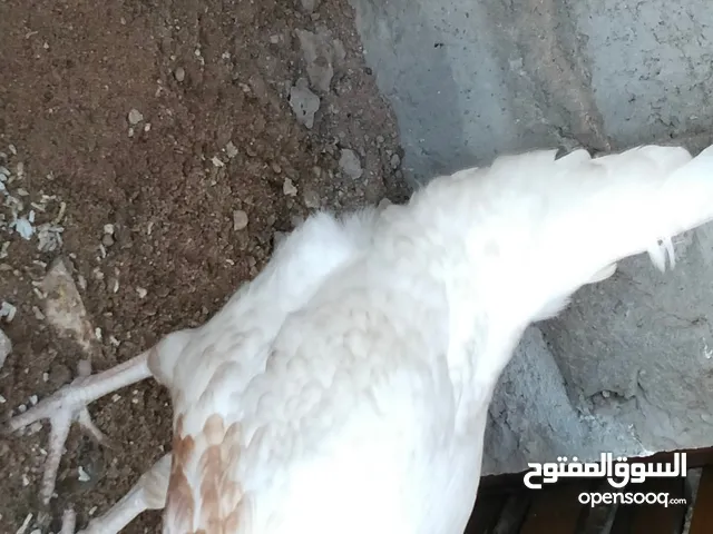 دجاجات للبيع