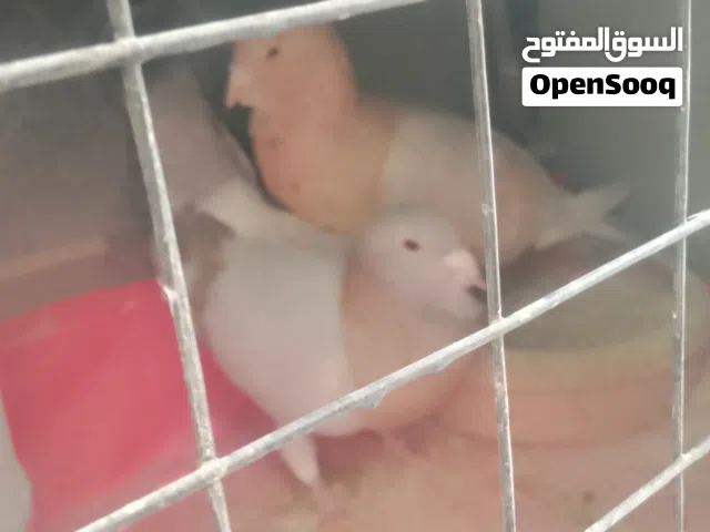جوز صلاة نبي عليهم شغالات ومكفولات تحتهم بيض طيره ريحانيه والفحل شرابي