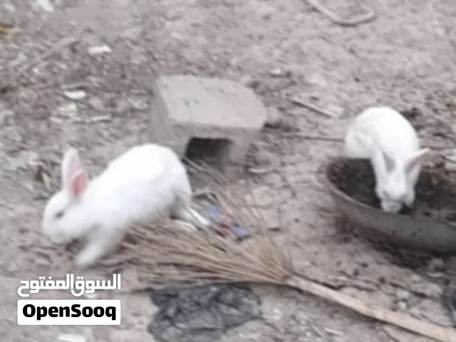 للبيع دجاج مع بطوط