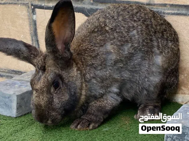 كوبياء مشاء الله