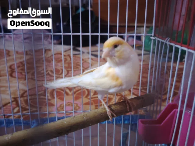 سلام عليكم فحل كناري للبيع