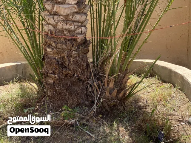 صرم للبيع كبار