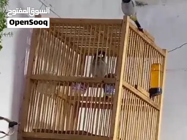 بلبل فحل للبيع خشونة ما شاء الله ومتزاوج قبل وهسة جاهز