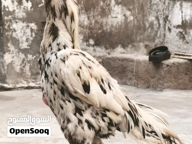 فقط  وبي مجال ديج هندي يخبل