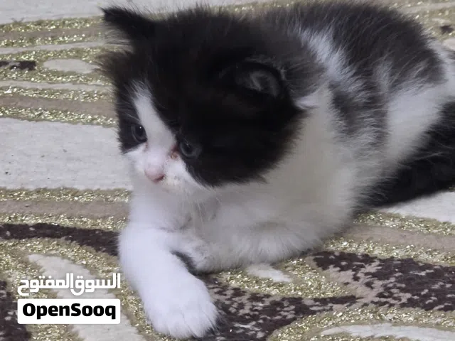 قطط شيرازى انثى للبيع