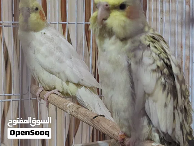 ببغاء كوكتيل زوج النثيه نص الافه والفحل وحشي