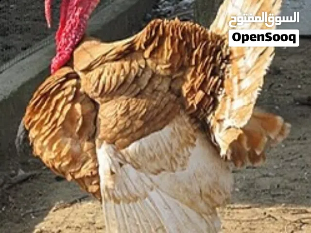 ديك رومي طقم عدد14 سعر الجميع600