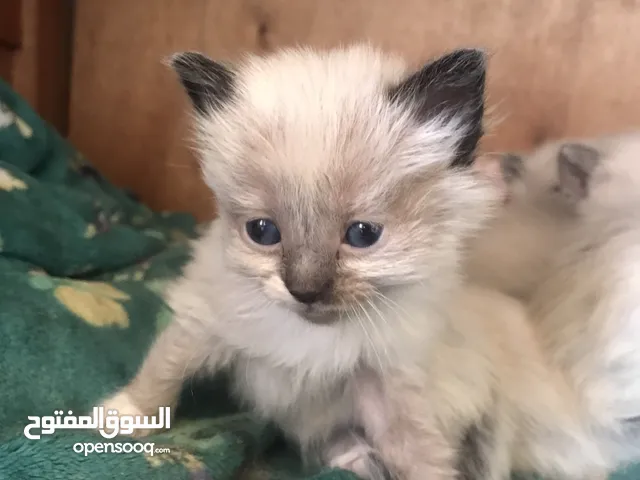 قطط سيامو لبيع