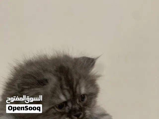 قطط للبيع مكس هملايا وشيرازي
