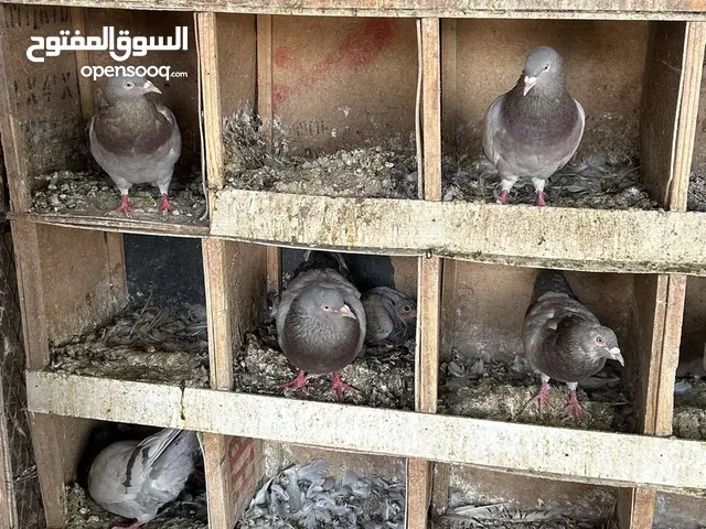 حمام لاحم سلفر