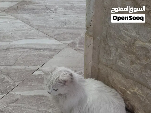 بسه للتبني