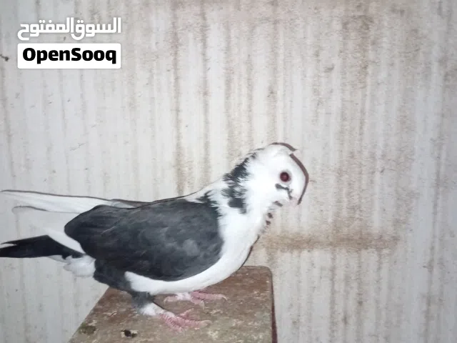 زوز كوبيات مصري