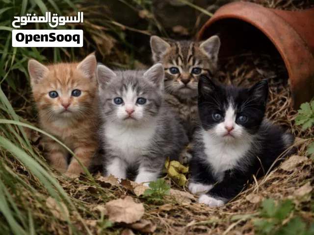 ابحث عن قطة حديثة الولادة أو صغيرة (للتبني)