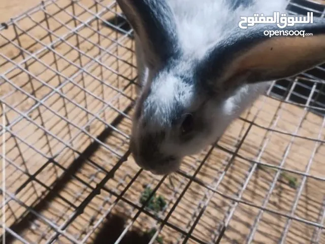 انثي ارنب فراشه الماني